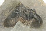 Rare, Platyscutellum Massai Trilobite - Aatchana, Morocco #253700-1